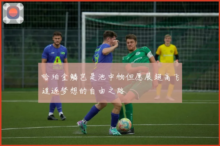 哈珀金鳞岂是池中物但愿展翅高飞追逐梦想的自由之路